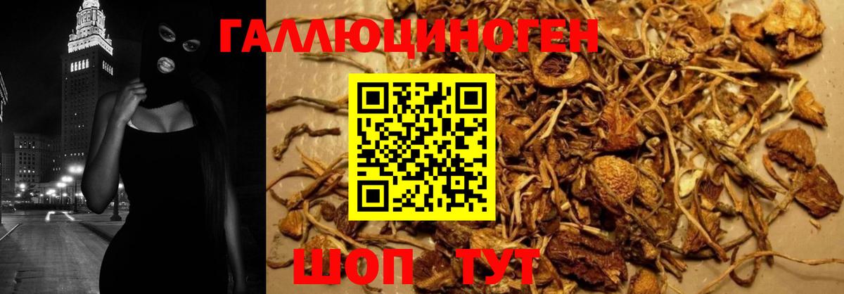 Псилоцибиновые грибы Psilocybine cubensis Малоярославец